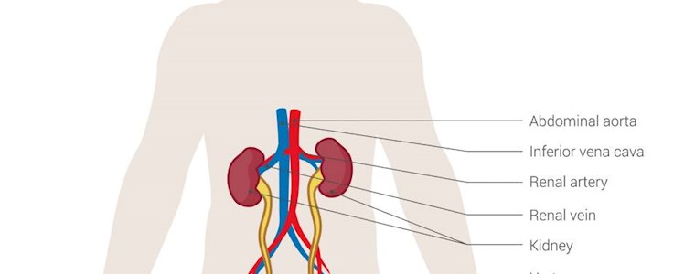 Urinary system